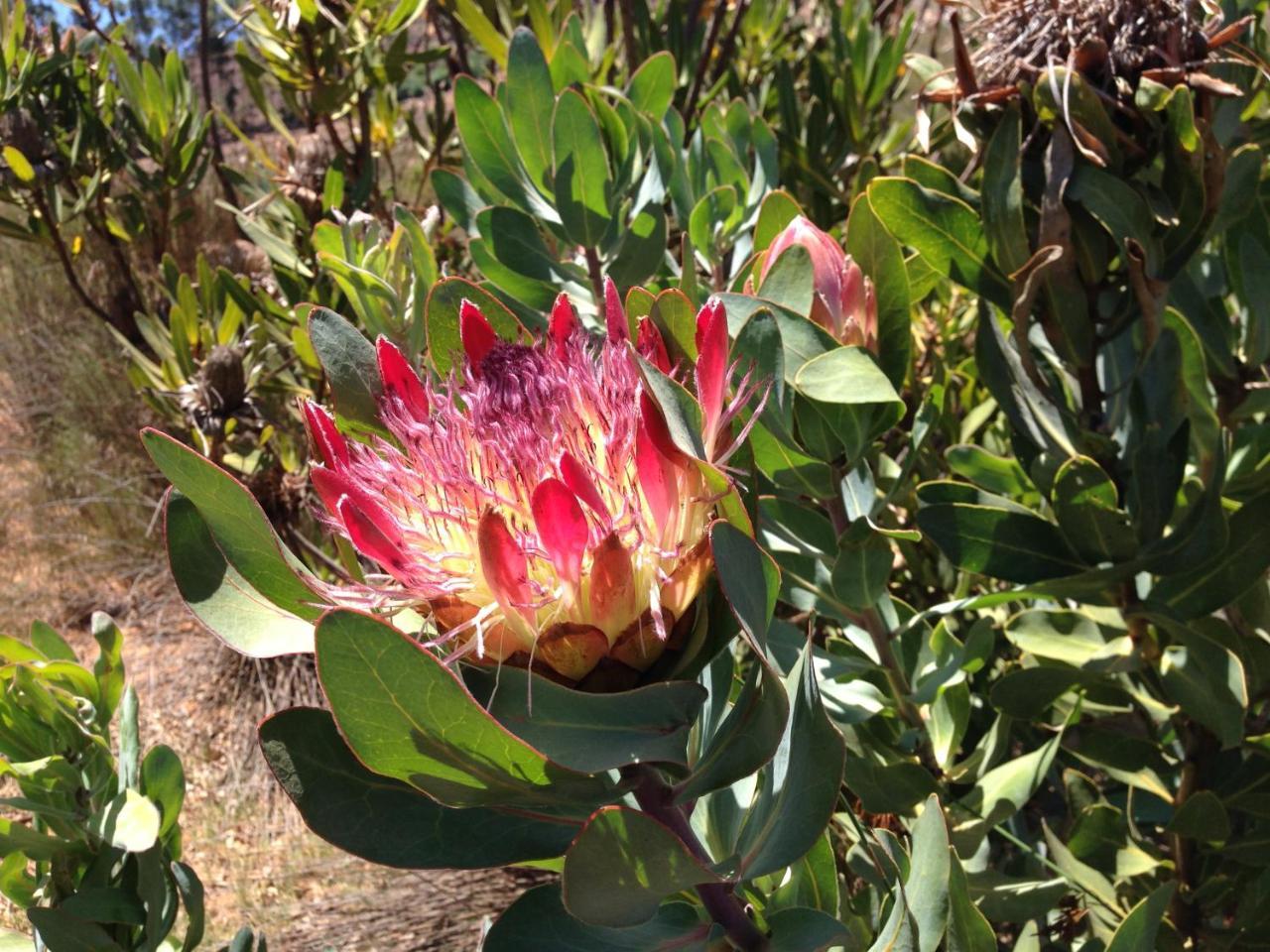 Alba House Guest House Paarl Zewnętrze zdjęcie